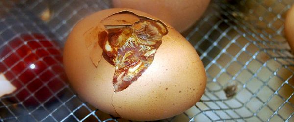 How to Incubate and Hatch Chicken Eggs