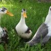 Raising Ducks for Eggs: 6 Best Breeds