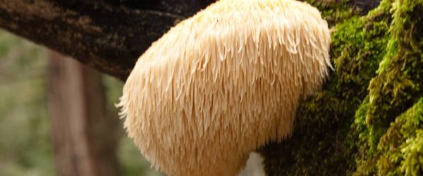 How I Almost Ran Off With the Mushroom Man