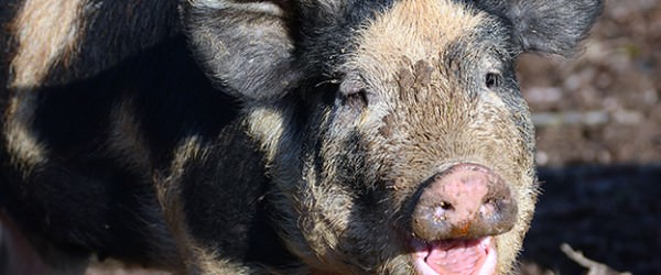 Are Pigs Right For My Farm?
