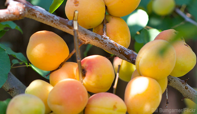 are blackthorn berries poisonous to dogs