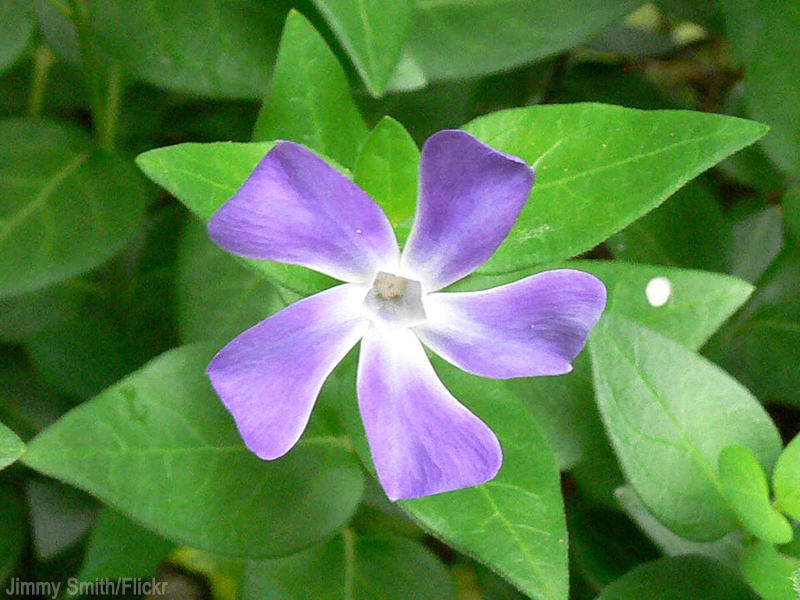 periwinkle, or creeping myrtle is a toxic plant for chickens