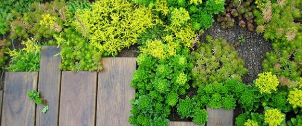 France Mandates Green Roofs