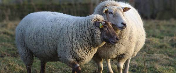 5 Questions to Ask Before Keeping Sheep