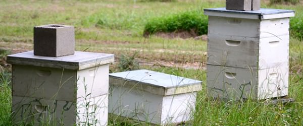 5 Reasons To Add Bees To Your Homestead