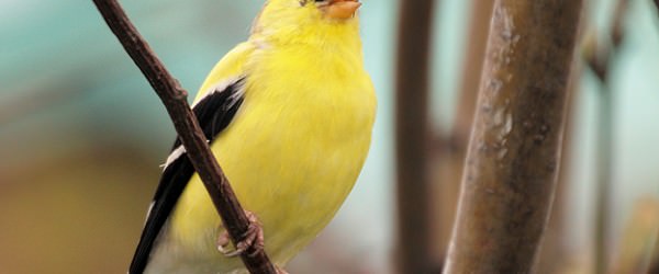 American Goldfinches