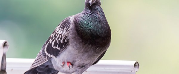 Brave Carrier Pigeons!