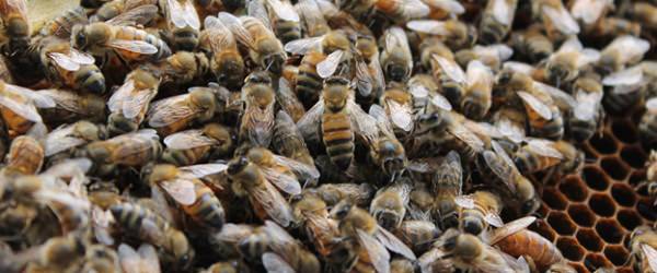 Langstroth vs. Top-Bar: Which Hive Is Better?