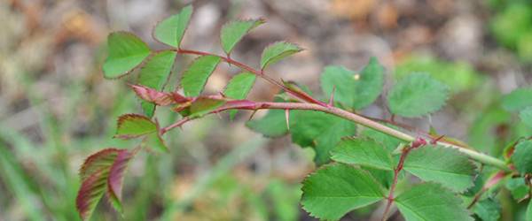 Invasive Plants Inhibit Native Growth