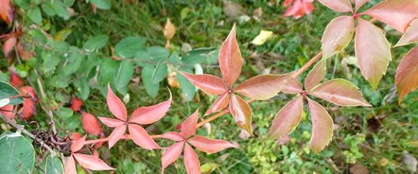 Understanding Invasive Plants: Lessons from Floracliff