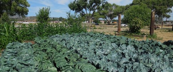 How To Garden In Drought