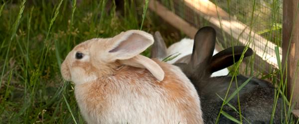 7 Reasons To Raise Rabbits For Meat