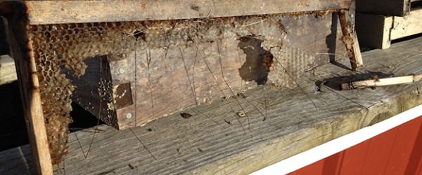 Hive Frames: Repair or Replace?