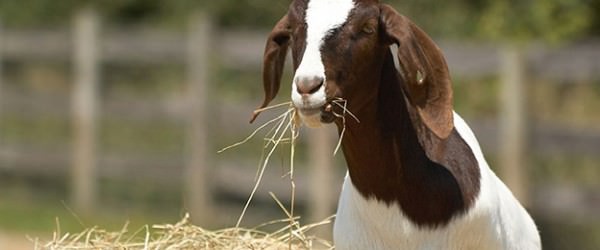 Farm Animal Adoption