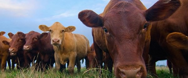 Are Cattle Right For My Farm?