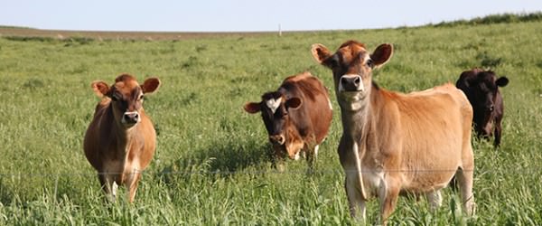 How To Make Grassfed Cattle Gain Weight