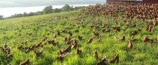 Which Should Come First: The Chicken Or The Egg?