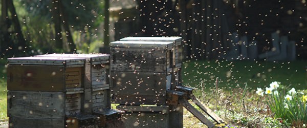 The Hive Mind, Or How I Bonded With Bees