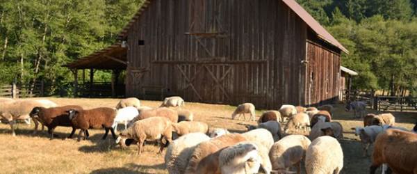 Leaping Lamb Farm: A Mountain Farm Getaway