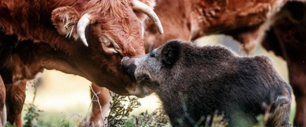 Wild Boar Makes Friends With Cows