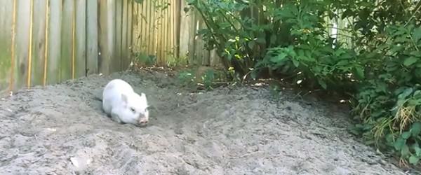 This Little Piggy Has The Zoomies