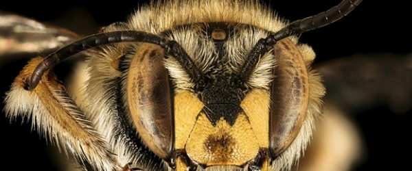 These Insects Are Ready For Their Close-Ups