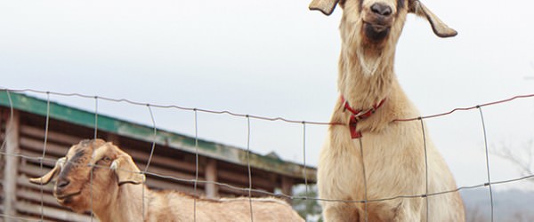 Goat Farming Business Plan