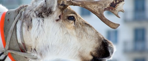 Reindeer Makes A Run For It At Christmas Event