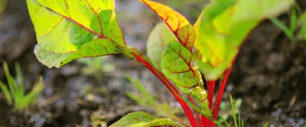 Start Planning Now For Early Spring Gardening