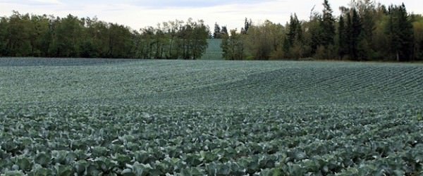 Study Gives Insight Into Portland’s Food Economy