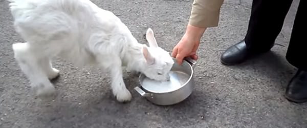 Forget Coffee, This Goat Knows Milk Is The Perfect Breakfast Beverage