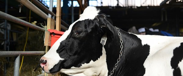 Meat With A Side Of Antibiotics