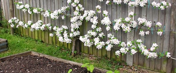 Hurray For Espaliers