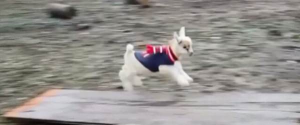 This Happy Little Goat Knows How To Have A Great Day