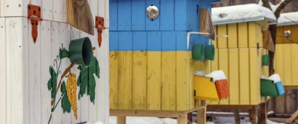 5 Things You Can Do This Winter to Help Save the Bees