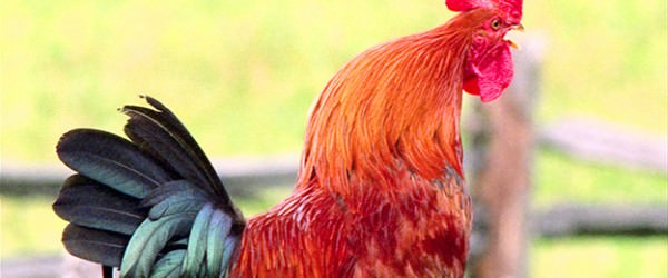 Is Your Rooster Experiencing Mating Problems?