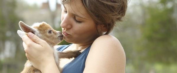 Need A Job? You Can Be A Goat Cuddler