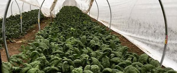 This Farm Offers Vegetables Year-Round