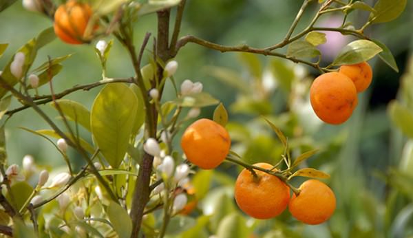 10 Citrus Trees You Can Grow In Pots Hobby Farms