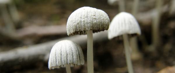 4 Ways to Grow Mushrooms
