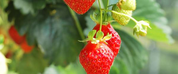 UF Hack: A DIY Start To Strawberries