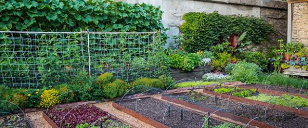 3 Things Getting In The Way Of Your Urban Farm—And What You Can Do About It
