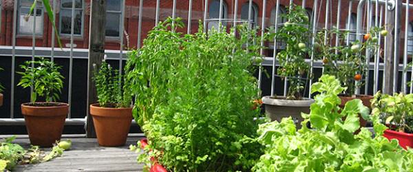 4 Tips to Farm In the City When Land’s Too Pricey