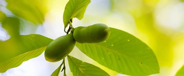 A Pawpaw Germination Experiment