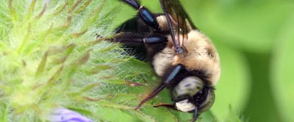 Win Over Native Bees with These 5 Hospitality Secrets