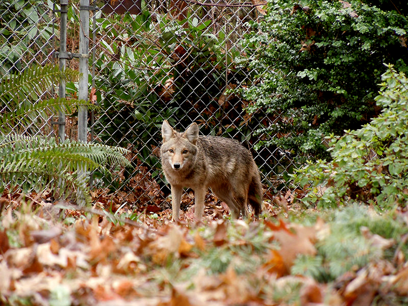 coyote coyotes