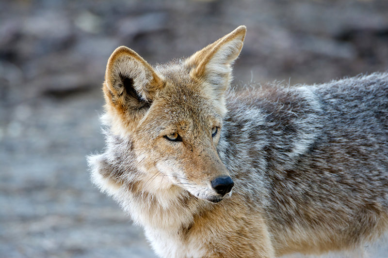 coyote coyotes