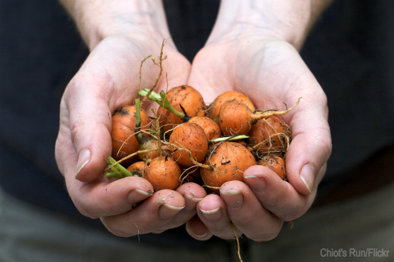 indoor gardening edibles winter