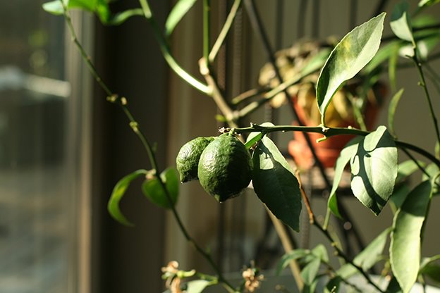 citrus, plant