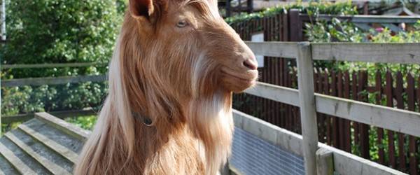 Raise Goats On 1 Acre Or Less